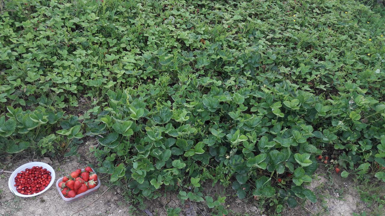 Azienda Agrituristica Colle San Giorgio Castiglione Messer Raimondo Dış mekan fotoğraf